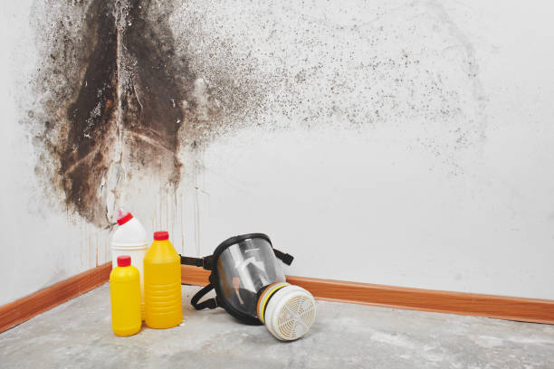 Best Mold Testing and Inspection Services in Franklin, CA