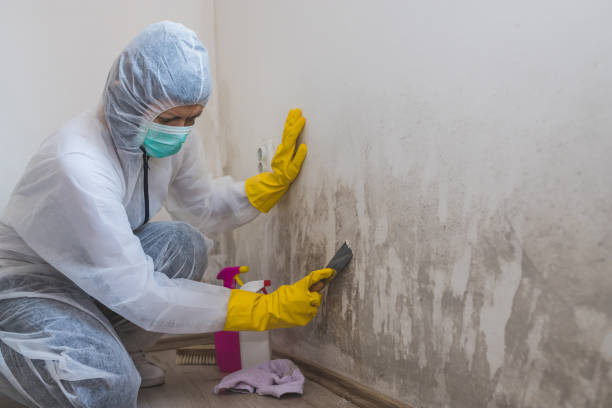  Franklin, CA Mold Removal Pros