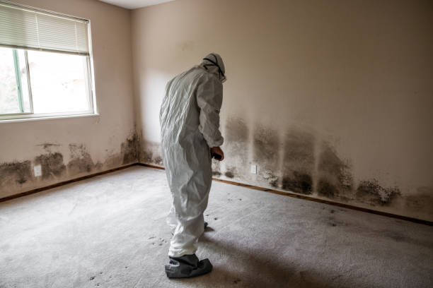 Best Kitchen Mold Remediation in Franklin, CA
