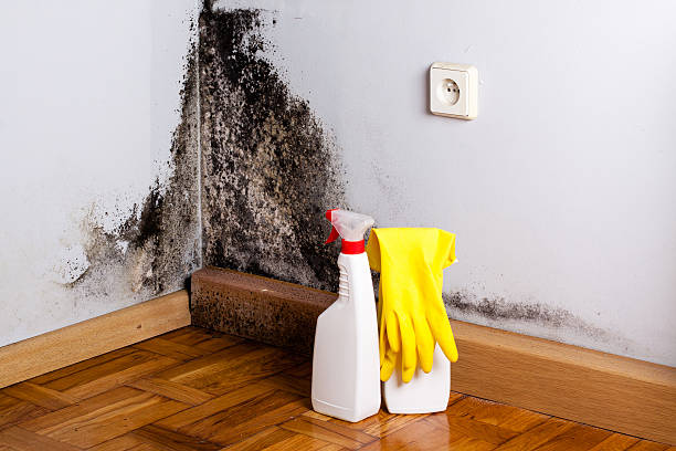Best Commercial Mold Remediation in Franklin, CA