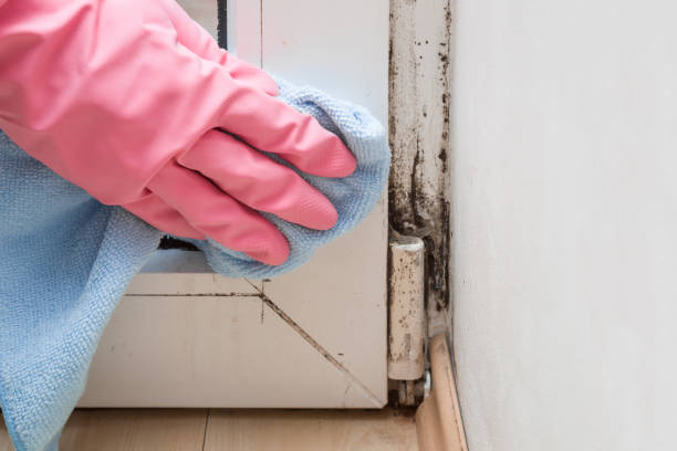 Best Basement Mold Remediation in Franklin, CA